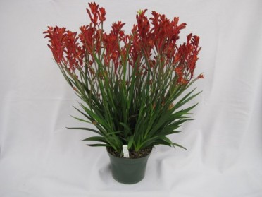 Anigozanthos 'Kanga Red'