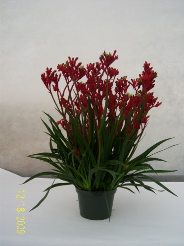 Anigozanthos 'KANGA'