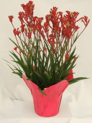 Anigozanthos 'Kangaroo Paw Red'