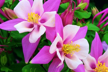 Aquilegia 'Origami Pink & White'