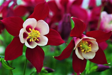 Aquilegia 'Origami Red & White'