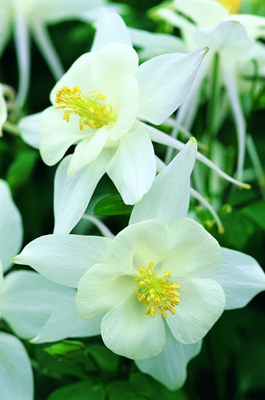 Aquilegia 'Origami White'