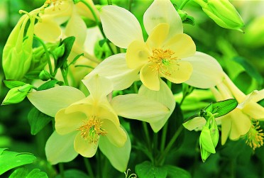 Aquilegia 'Origami Yellow'