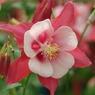 Aquilegia 'Songbird Cardinal'