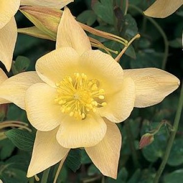 Aquilegia 'Songbird Goldfinch'