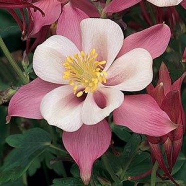 Aquilegia 'Songbird Robin'