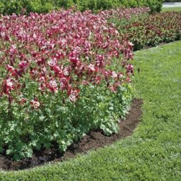 Aquilegia 'Swan Red & White'