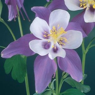 Aquilegia 'Swan Violet & White'