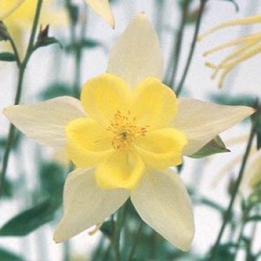 Aquilegia 'Swan Yellow'