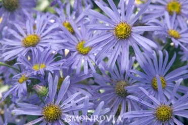 Aster 'Moench Frikartii'