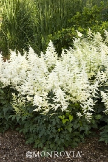 Astilbe 'Bridal Veil?'