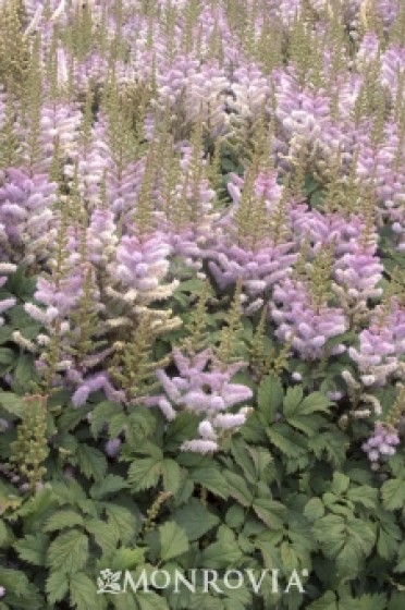 Astilbe 'Chinese'