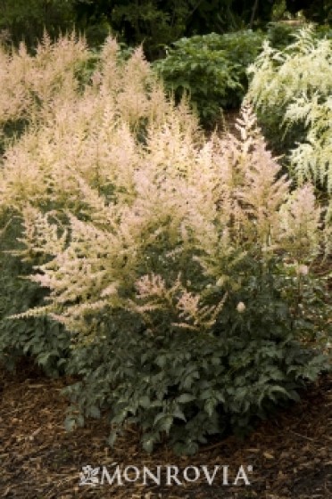 Astilbe 'Hennie Graafland Star'