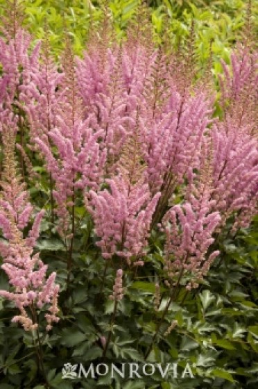 Astilbe 'Maggie Daley'