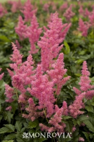 Astilbe 'Rheinland'