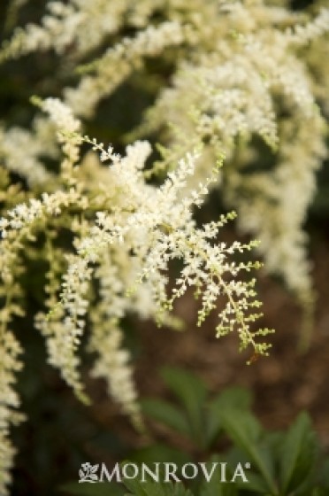 Astilbe 'White Sensation'