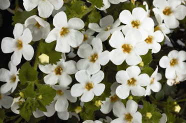 Bacopa 'Copia Gulliver White'