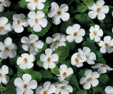 Bacopa 'Giant Snowflake'