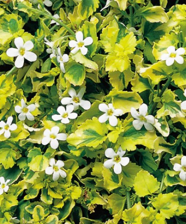 Bacopa 'Gold and Pearls'