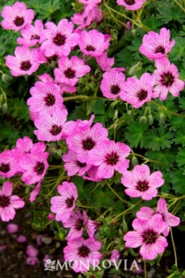 Ballerina Cranesbill