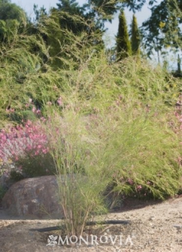 Bamboo Muhly