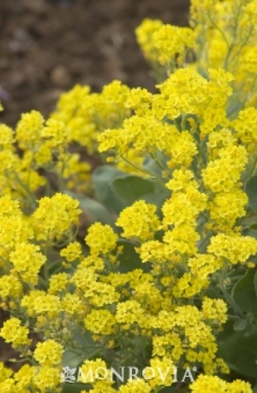 Basket Of Gold 'Goldkugel'