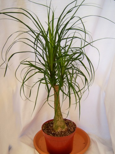 Beaucarnea guatamalensis