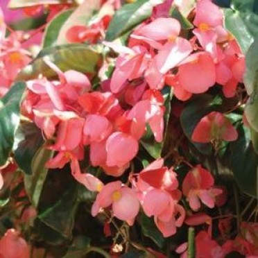 Begonia 'Dragon Wing Pink'