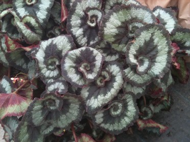 Begonia 'Escargot'