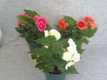 Begonia 'Non-Stop Mix'