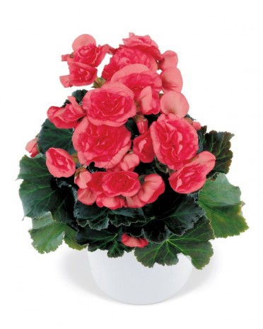 Begonia 'Solenia Dark Pink'