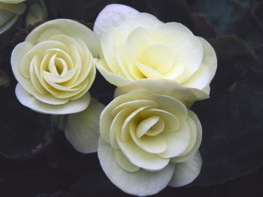 Begonia 'Solenia Light Yellow'