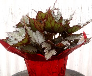 Begonia Rex 'Shadow King Moonlight'