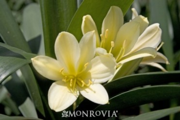 Belgian Hybrid Yellow Bush Lily