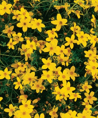 Bidens 'Peter's Gold Carpet'