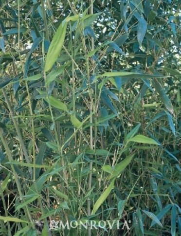 Bissett Bamboo