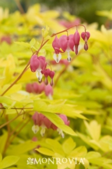 Bleeding Heart 'Gold Heart'