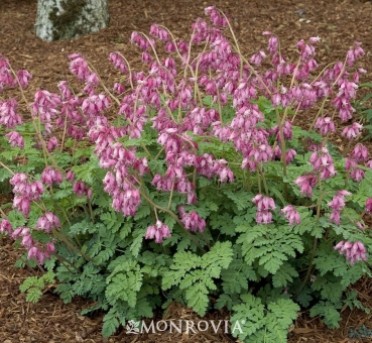 Bleeding Heart 'Luxuriant Fringed'