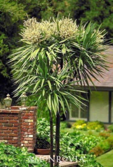 Blue Dracaena Palm