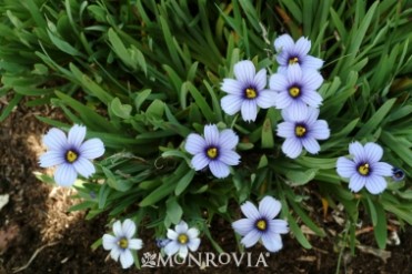 Blue-Eyed Grass 'Devon Skies'