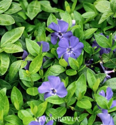 Bowles' Common Periwinkle