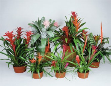 Bromeliad Garden Combo Low Bowl