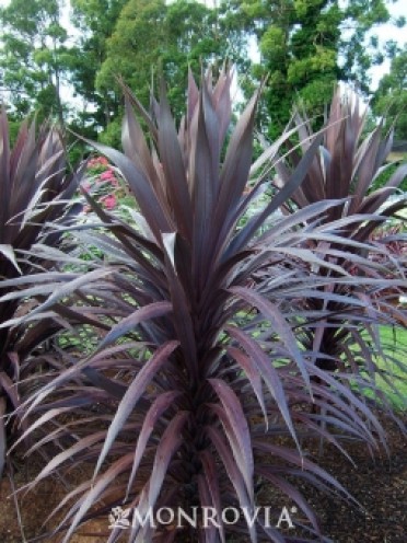 Burgundy Spire(TM) Dracaena Palm