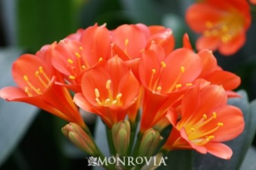 Bush Lily 'Belgian Hybrid Orange'
