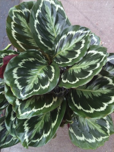 Calathea 'Roseo Picta'