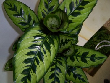 Calathea variegata