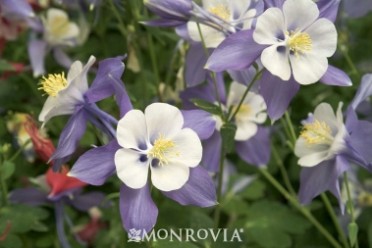 Cameo Series Blue & White Columbine