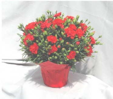 Carnation 'Lillipot'