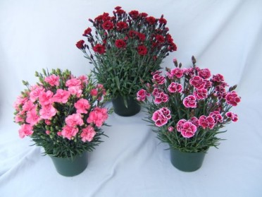 Carnation 'Sunflor'