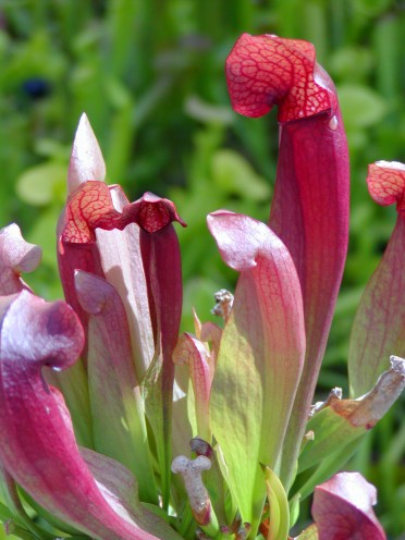 Carnivorous 'Pitcher Plant'